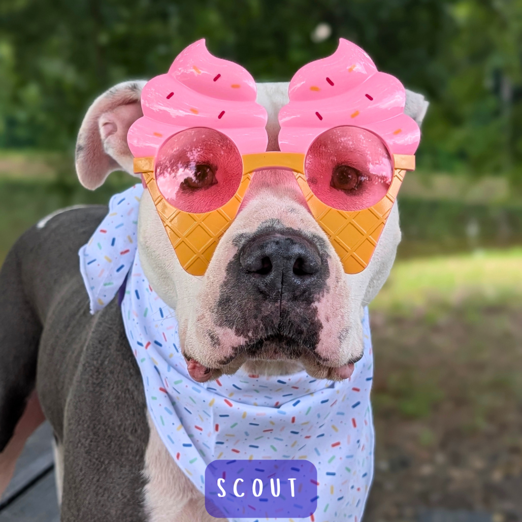 Scout 02-2126