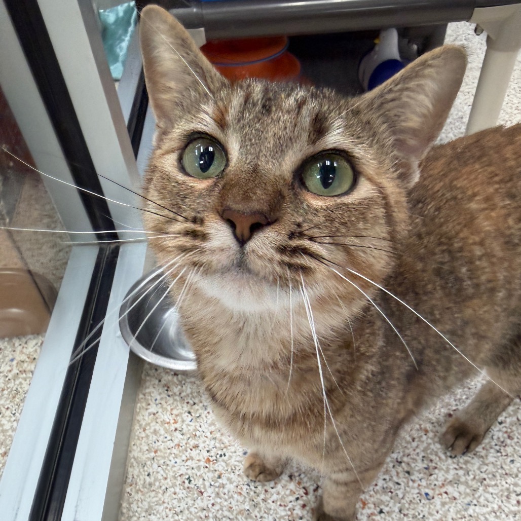 CAT WOMAN - Domestic Shorthair available for adoption