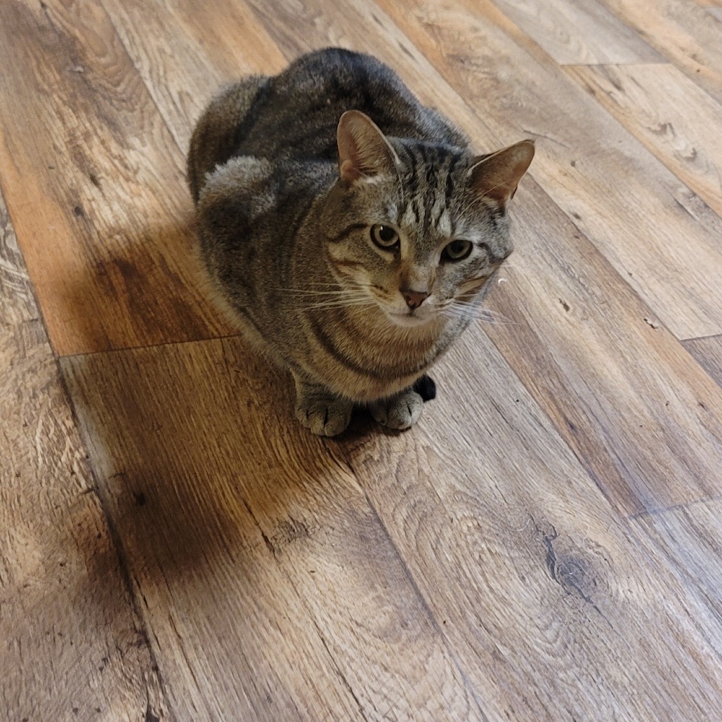 Reece, an adoptable cat