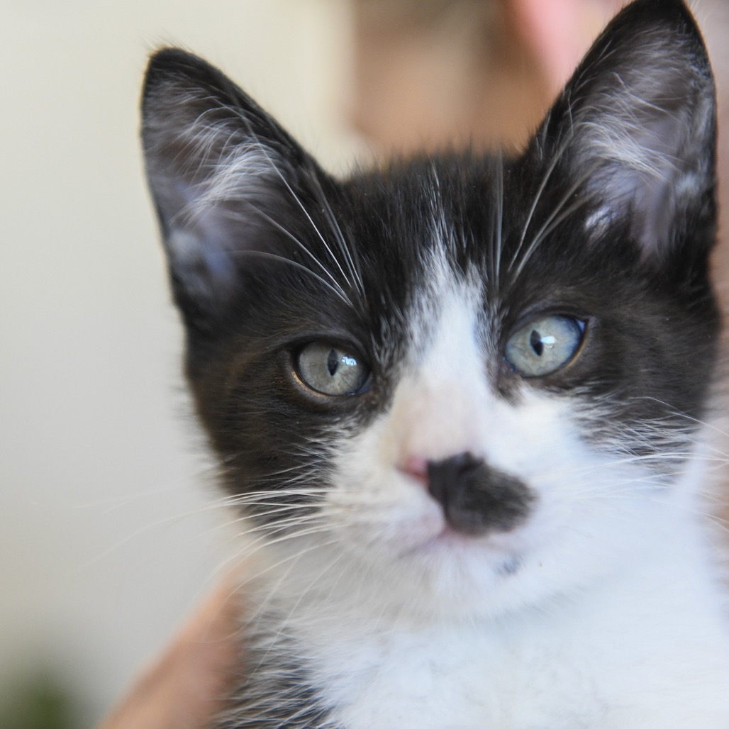 Temple (blue collar) - Domestic Shorthair