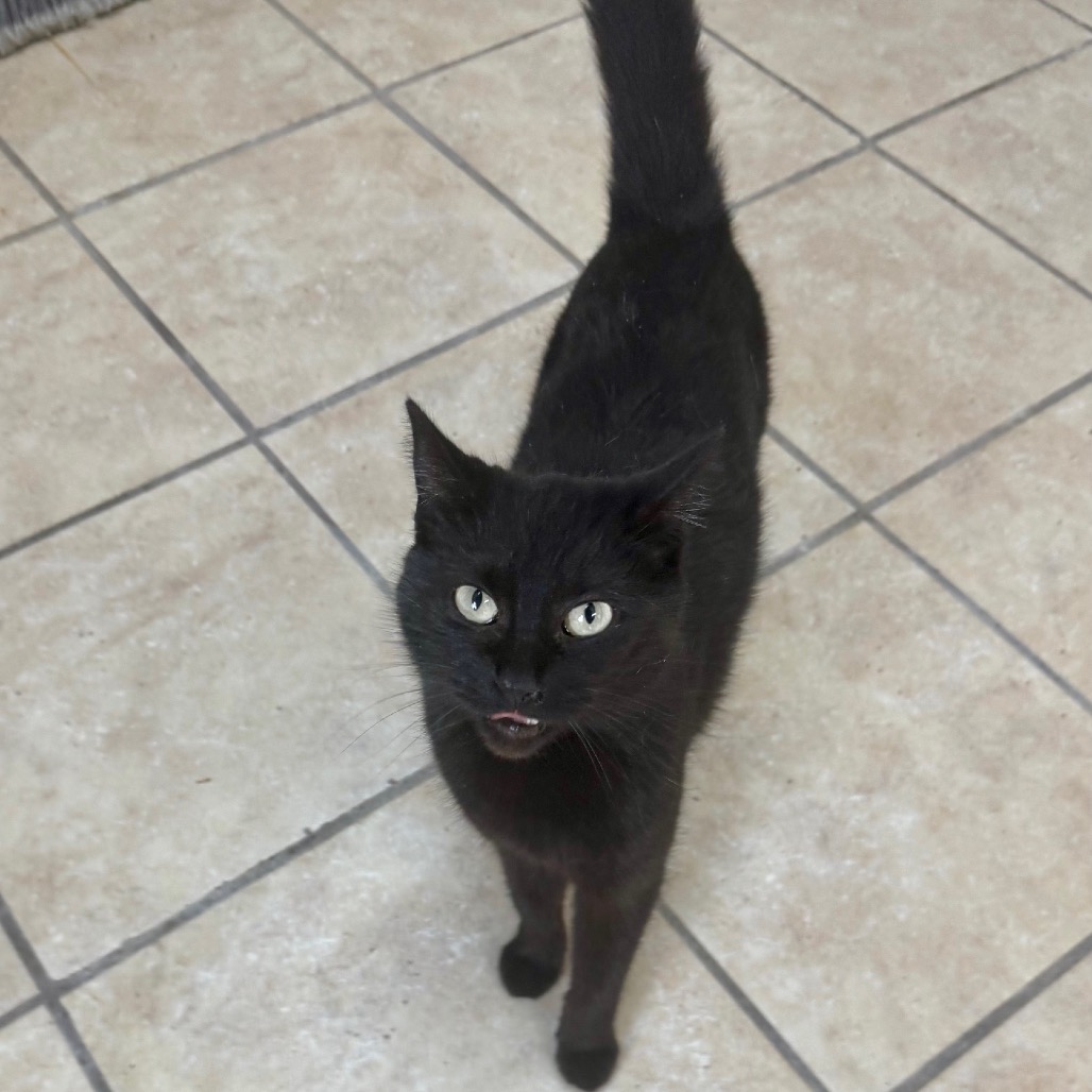 WANDA - Domestic Longhair available for adoption