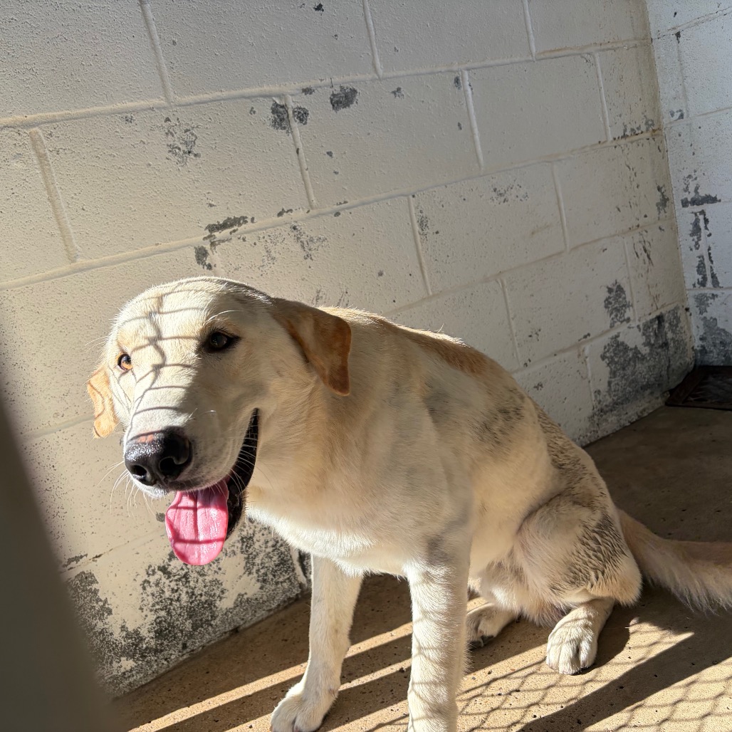 EACS-STRAY-199802 - Retriever, Labrador / Mixed Breed (Medium) available for adoption