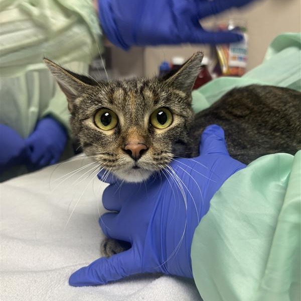 HARRIET - Domestic Shorthair available for adoption