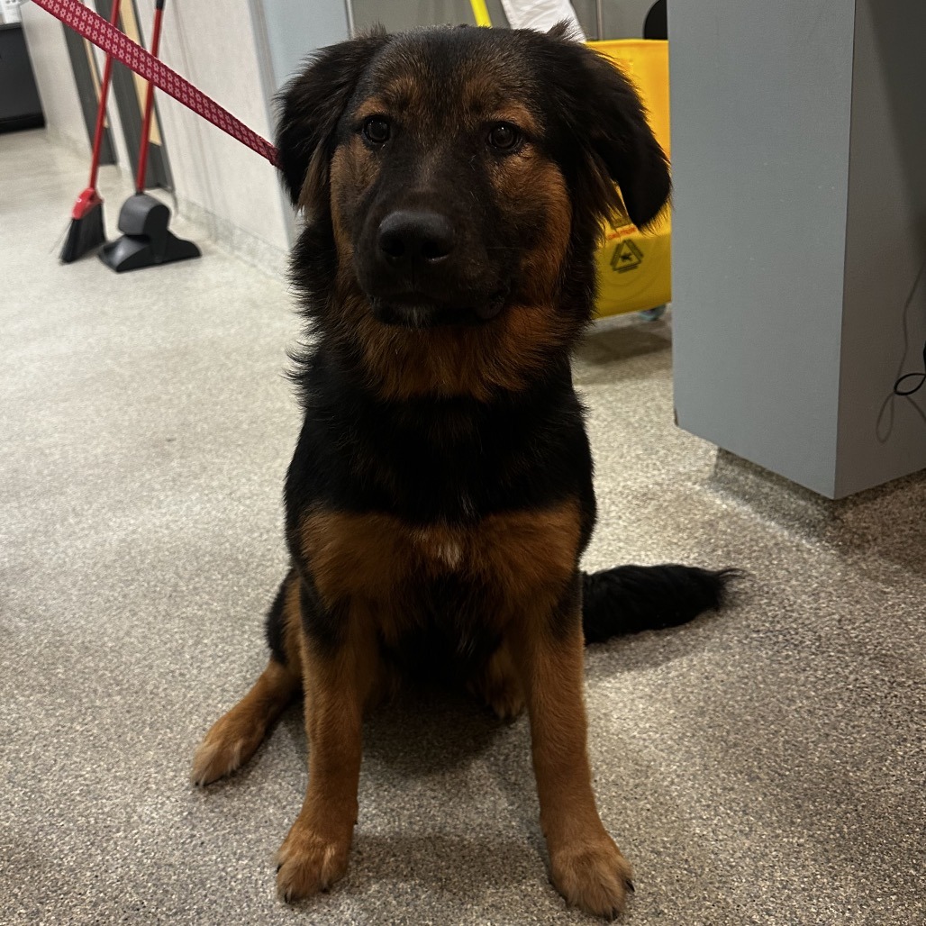 Mixed Breed