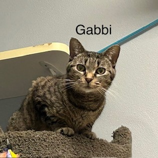 Gabbi--In Foster, photo 13