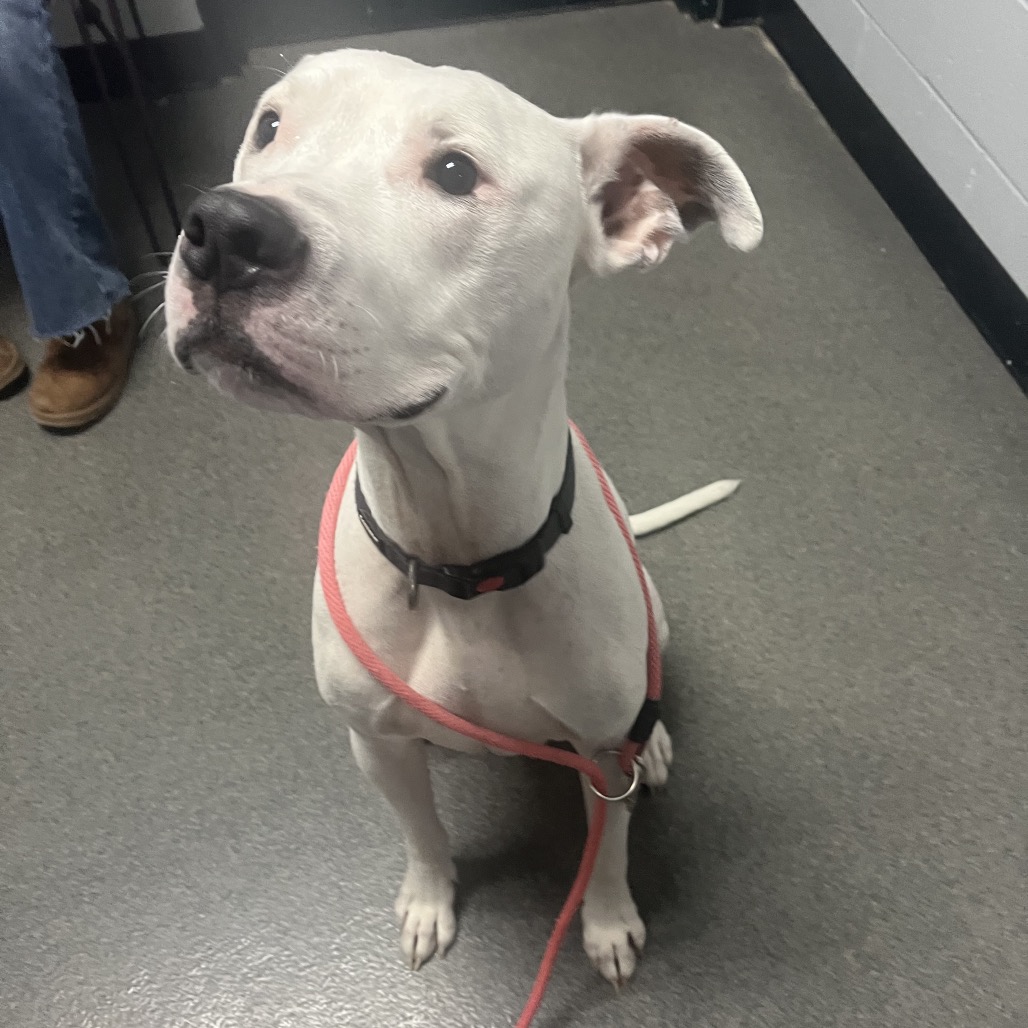 Xander - Foster — thumbnail 2