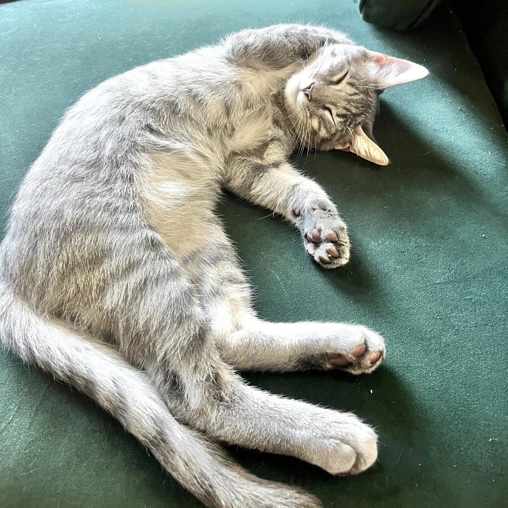 Tzatziki, photo 16