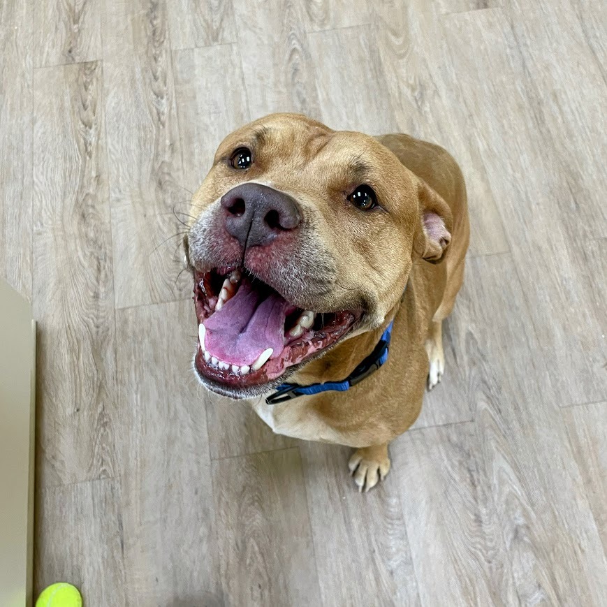 Ozzy — thumbnail 4