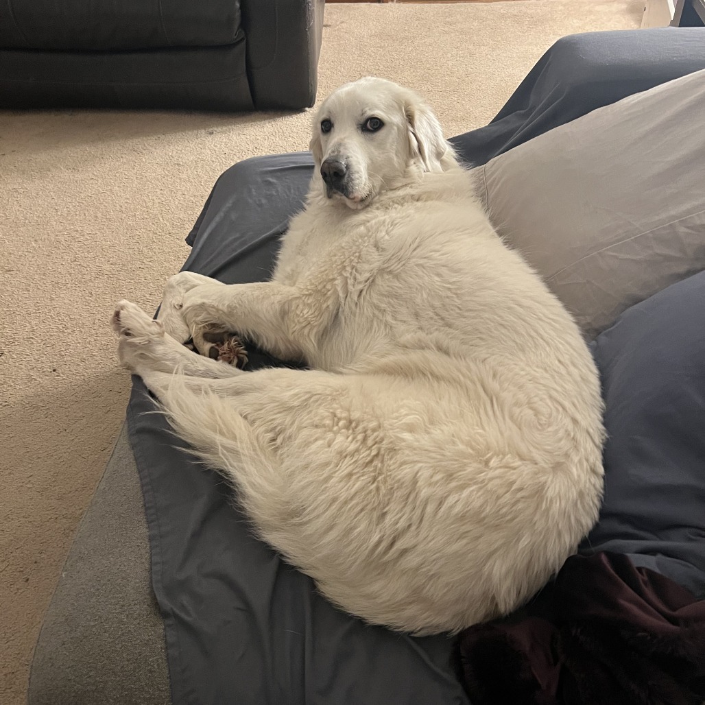 Brie — thumbnail 5