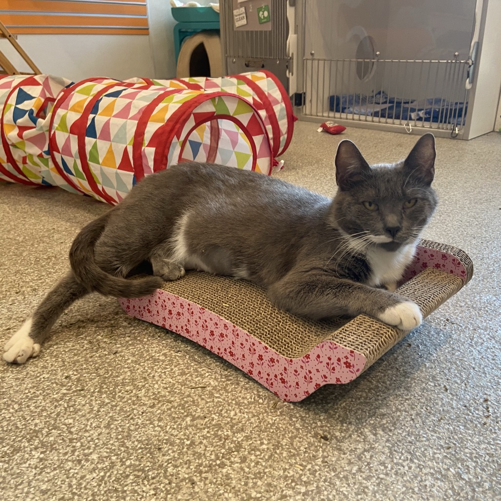 PEEKABOO - Domestic Shorthair available for adoption