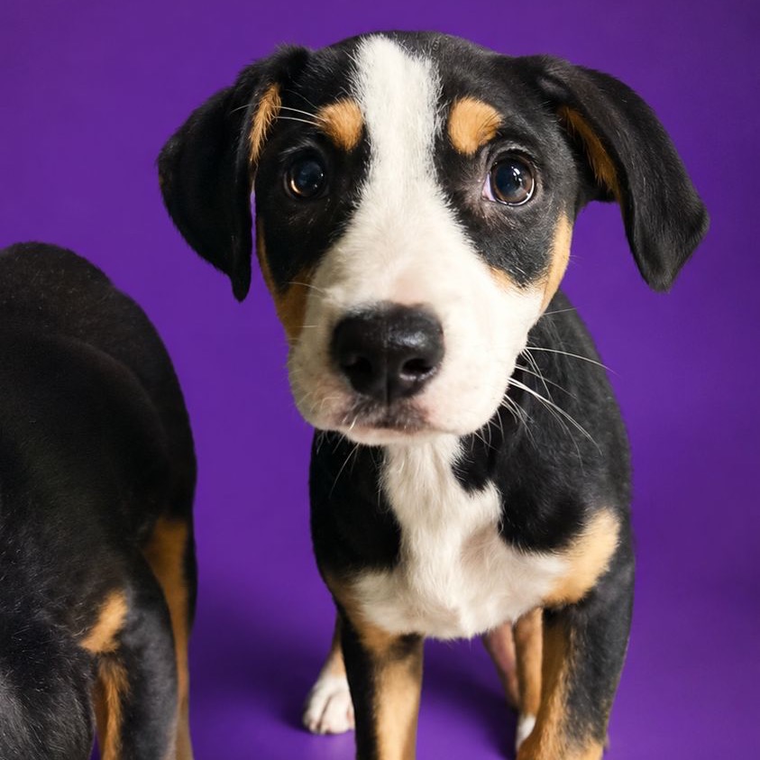CHRISTA - Spaniel / Mix available for adoption
