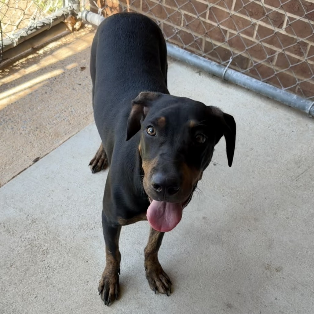 Doberman Pinscher