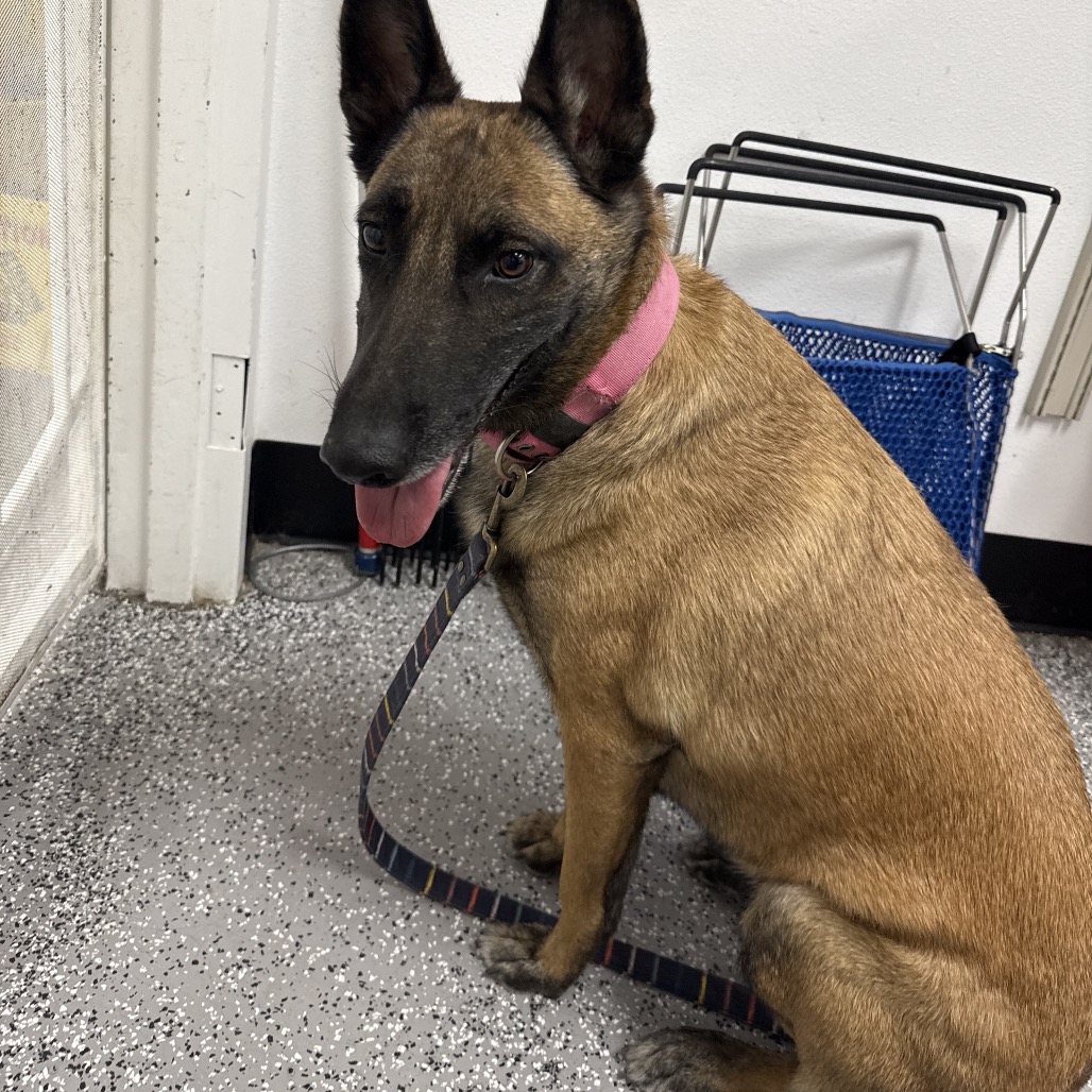 ROSE - Malinois / Belgian available for adoption