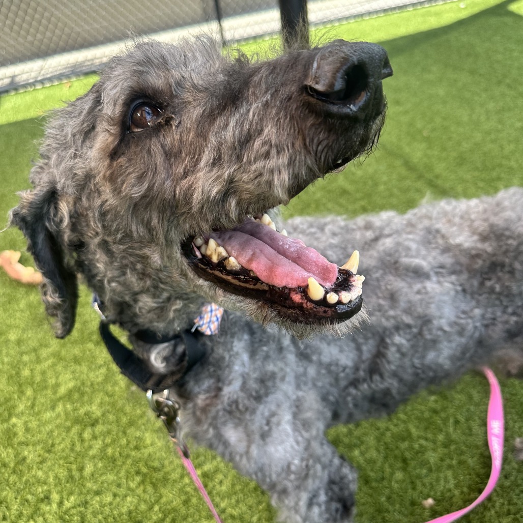 BAXTER - Poodle / Standard available for adoption