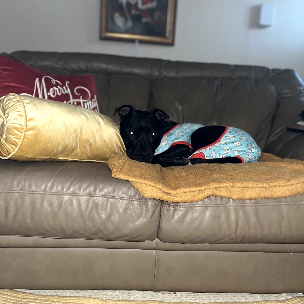 Bowser, photo 23