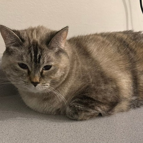 ABIGAIL - Siamese available for adoption