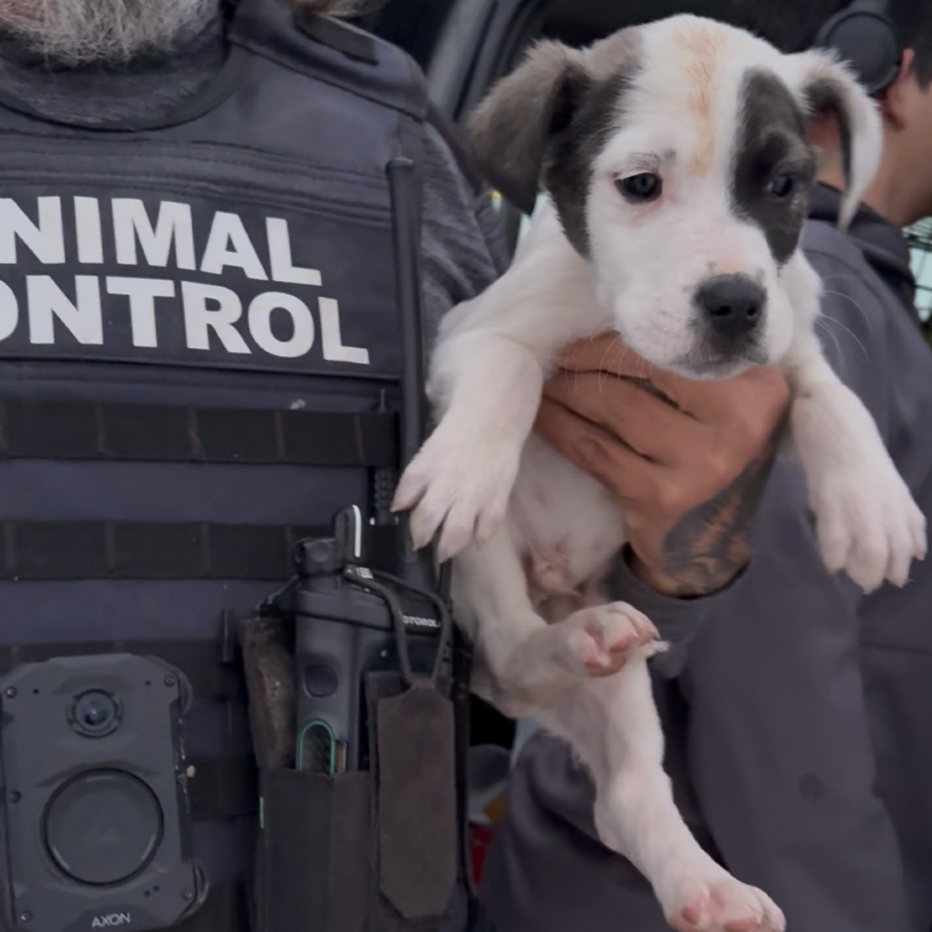 Waldorf — thumbnail 2