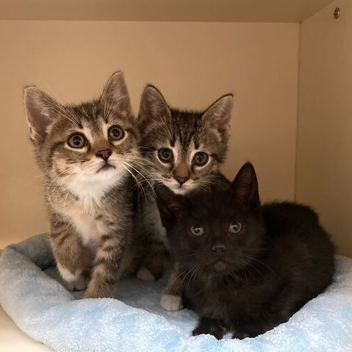 EVERLAYNE - Domestic Shorthair available for adoption