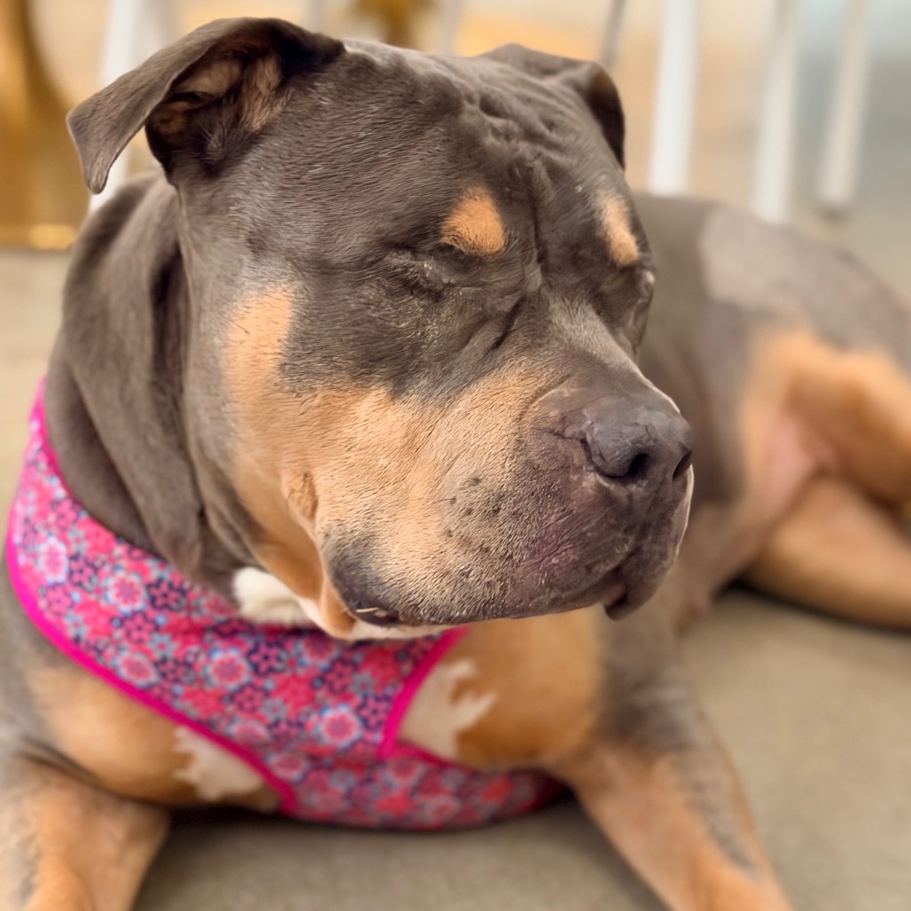 Princess Donut the Queen Anne Chonk, photo 37
