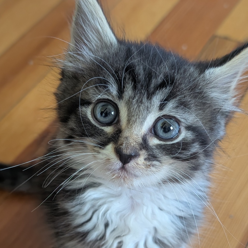 KIVA - Domestic Medium Hair available for adoption