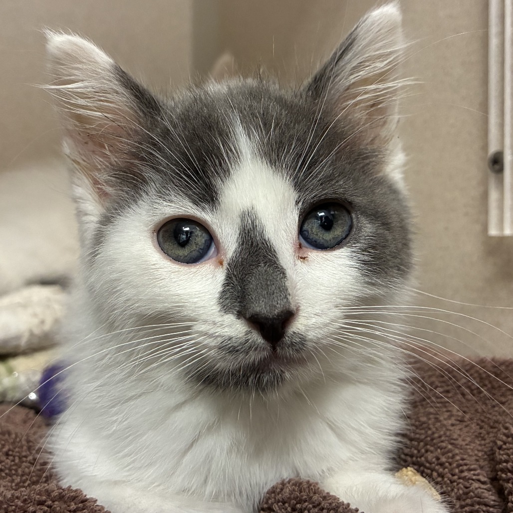 Dr. Seuss - Domestic Shorthair
