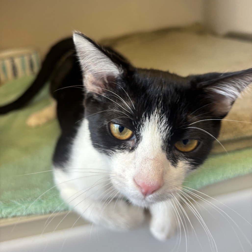 Catalina - Domestic Shorthair