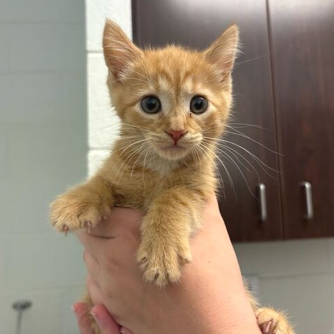 CARROT - Domestic Shorthair available for adoption