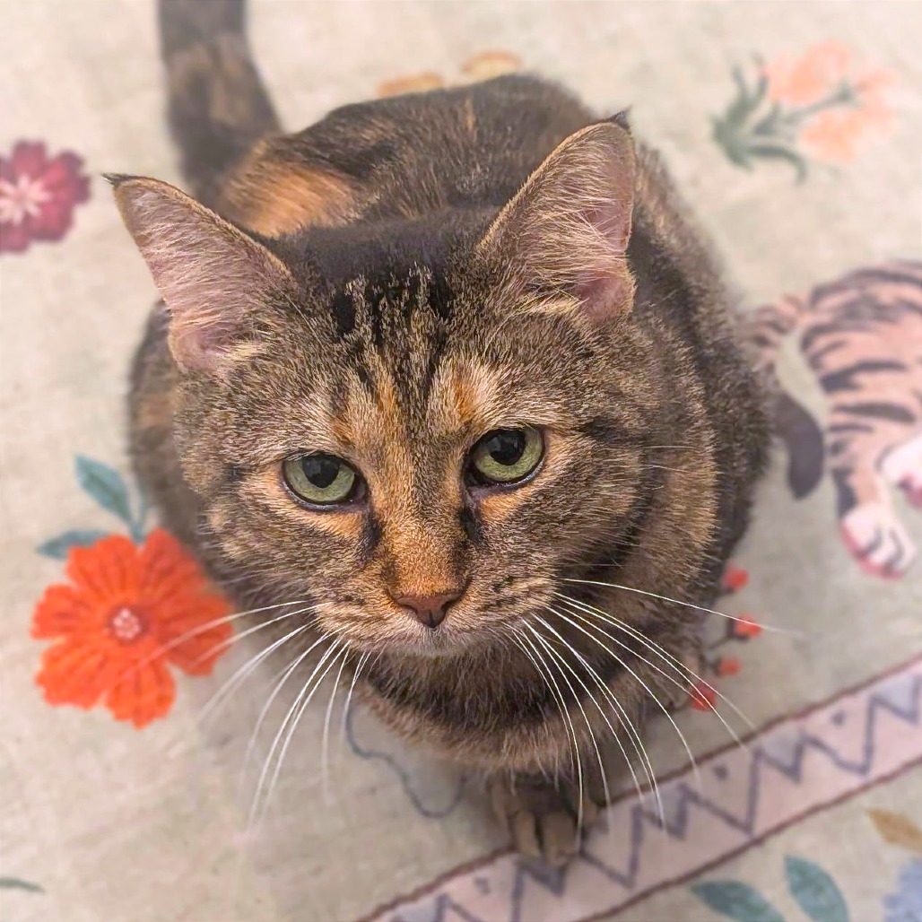 MUNCHIE - Domestic Shorthair available for adoption