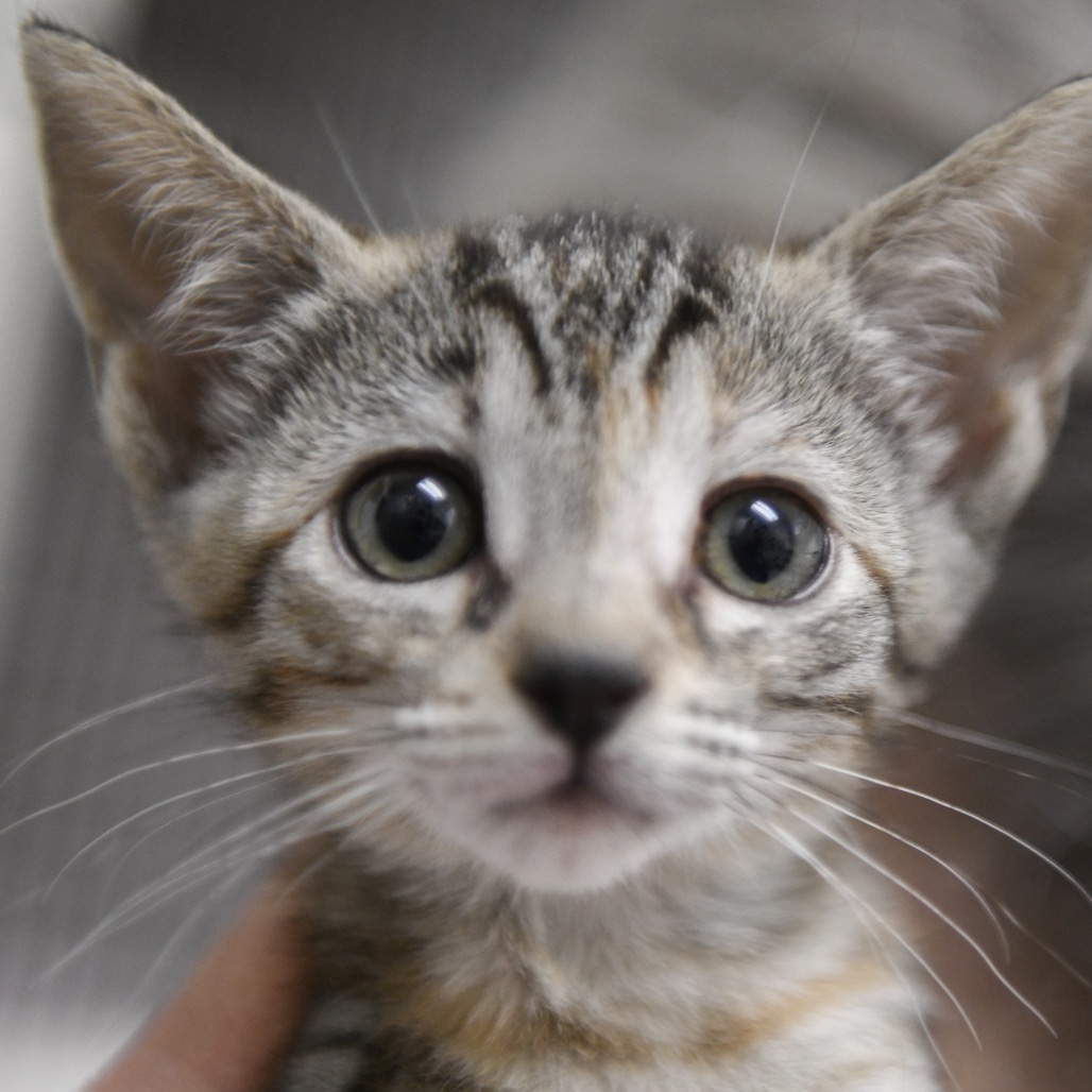 Tabicola - Domestic Shorthair