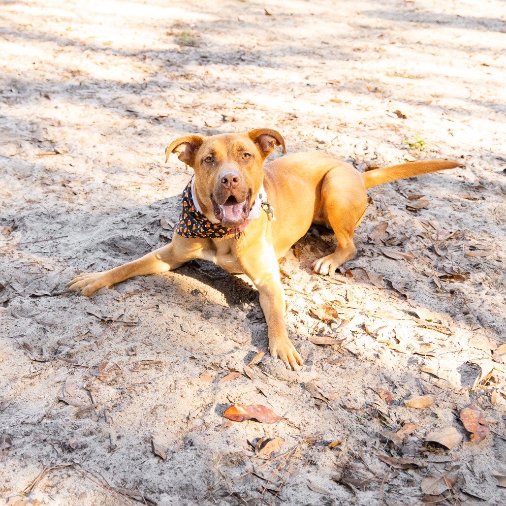 Shelby, photo 8