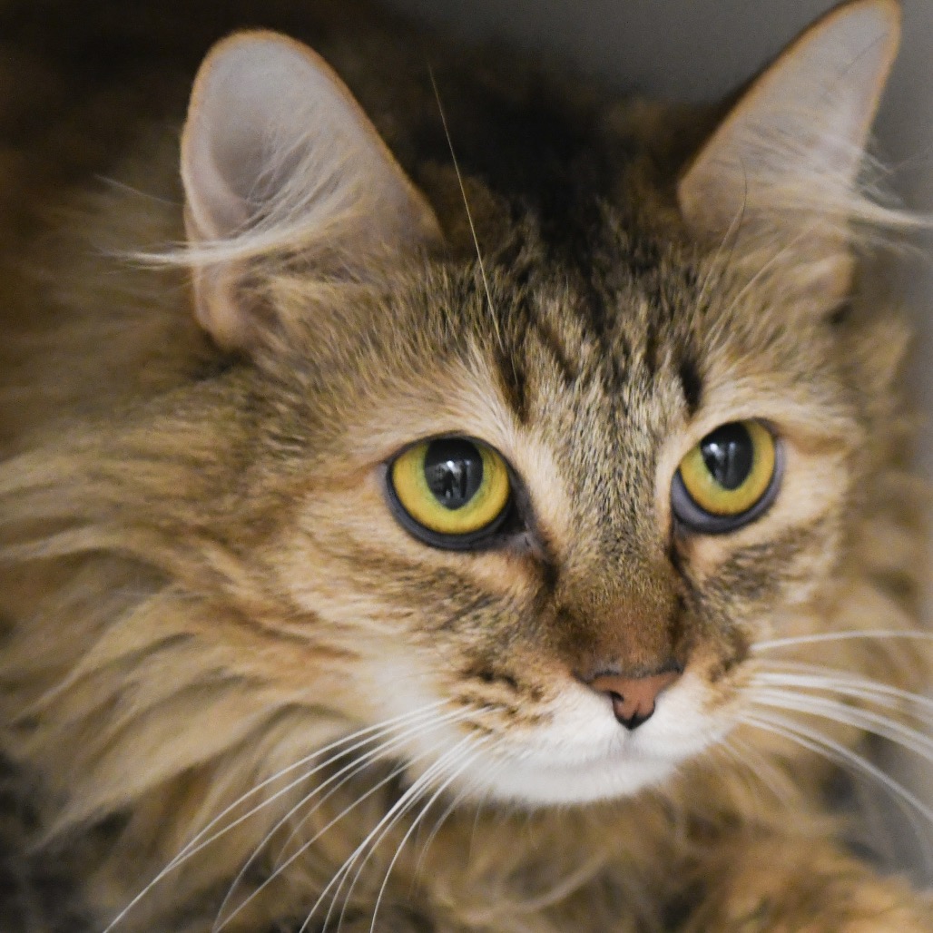 Fluffsters - Domestic Medium Hair