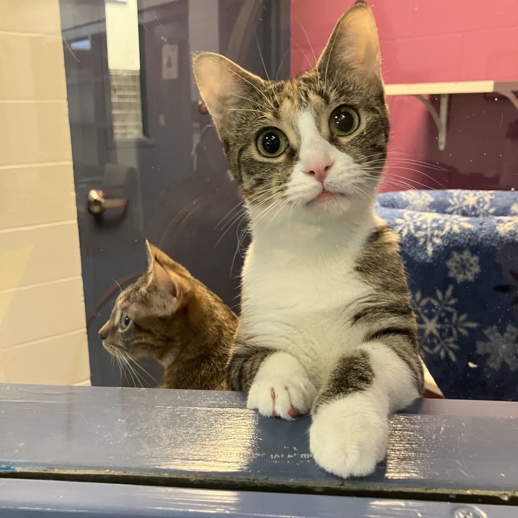 Photo of Canberra and Havana