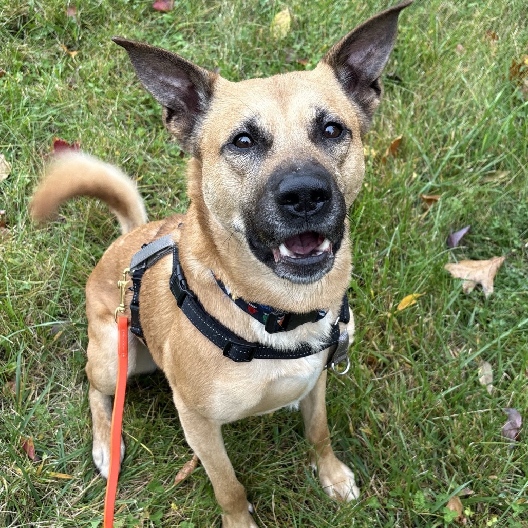 Goofy, photo 12