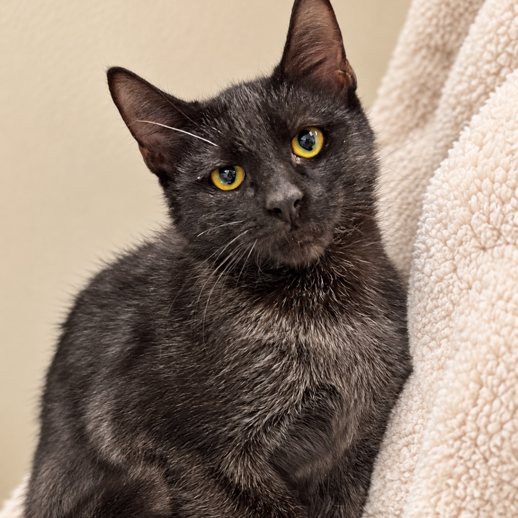 WINNIE - Domestic Shorthair available for adoption