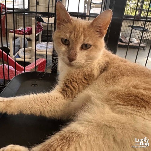 RUNNING SHOES - Domestic Shorthair available for adoption