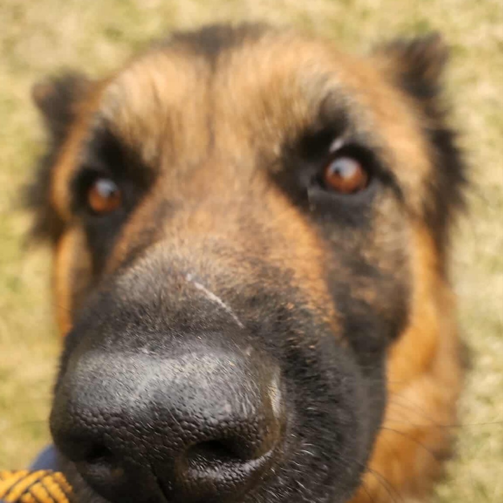 Bruno / Bucky — thumbnail 4