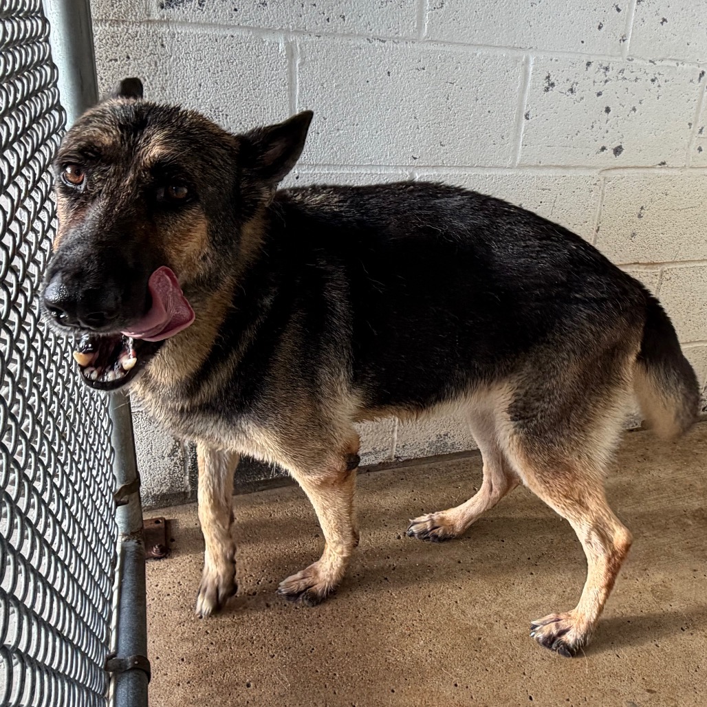 EACS-STRAY-199739 - Shepherd / German King available for adoption