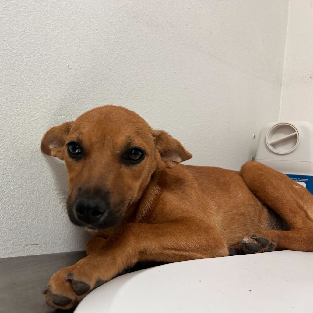 CAMILA - Shepherd / Mix available for adoption