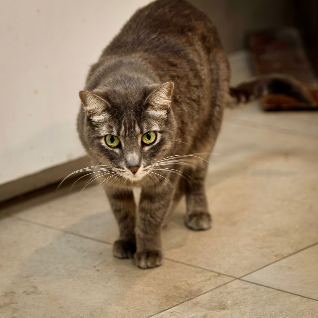 KATNISS - Domestic Shorthair for adoption in Henderson