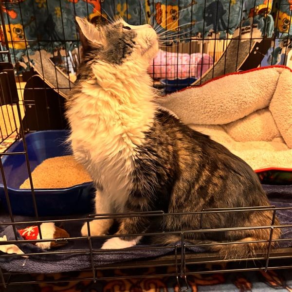 Edamame: Male 88 Domestic Medium Hair