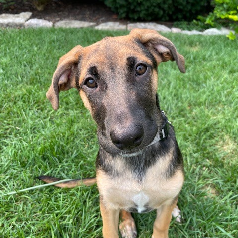 BUTTERFINGER - Retriever, Labrador / Shepherd, German for adoption in Dayton