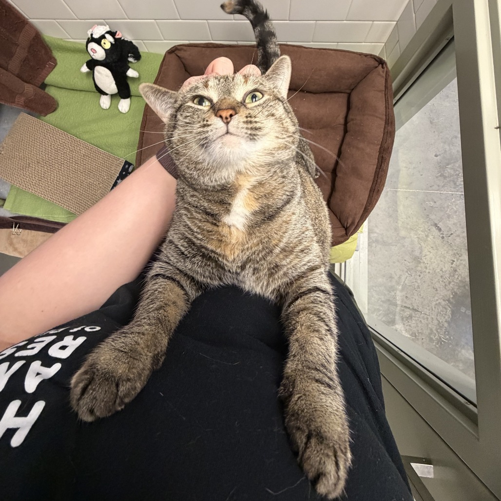 Photo of Prada 4