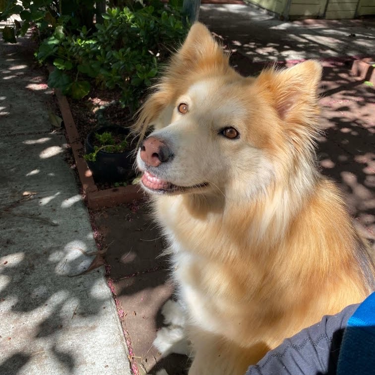 COOKIE, photo 15