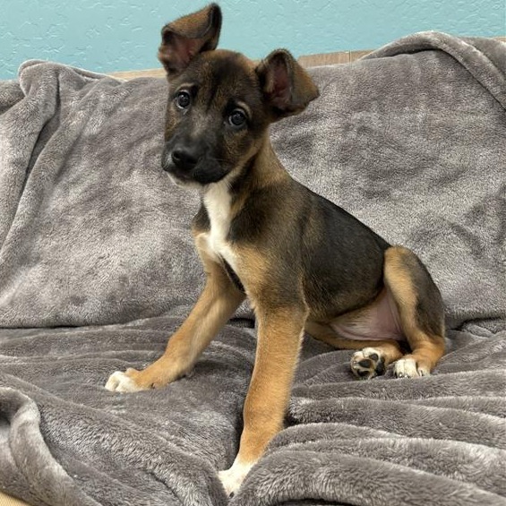 GRETA - Shepherd / German for adoption in Tempe