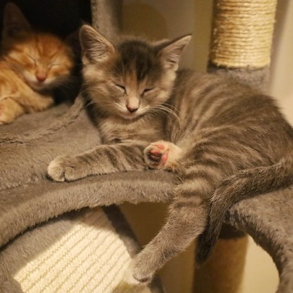 Kat, a Domestic Shorthair