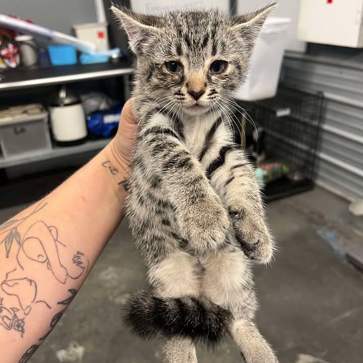 BABE RUTH - Domestic Shorthair available for adoption