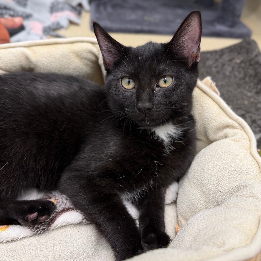 DANICA - Domestic Shorthair available for adoption