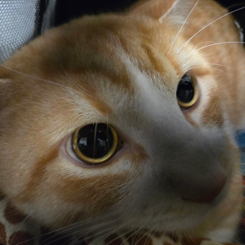 Photo of Benny 3