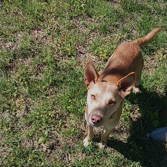 Honey photo 2