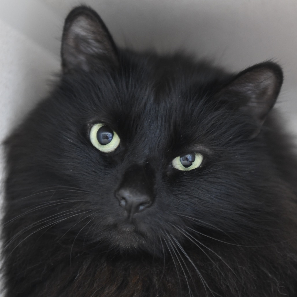 Percy  - Domestic Longhair